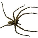 spider-195871_960_720
